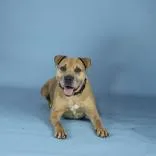 An adult large-sized female Yellow / Tan / Blond / Fawn Pit Bull Terrier dog named Roxie for adoption in Hilliard, OH