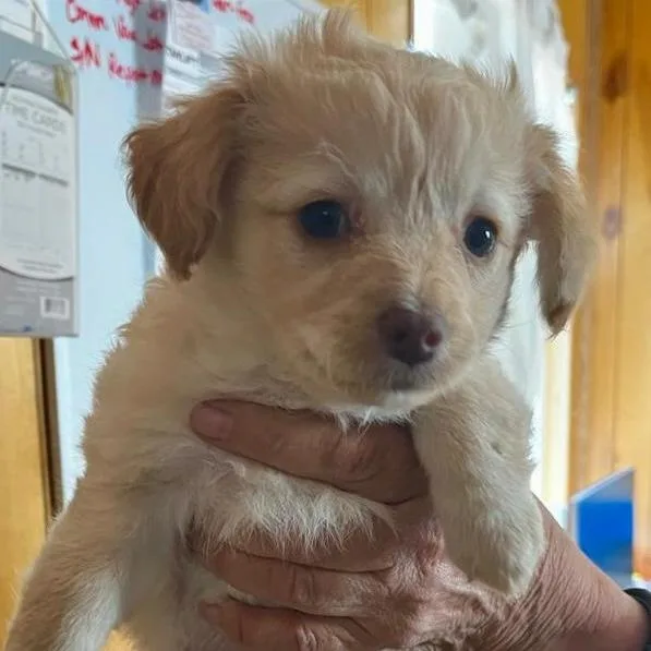 A baby small-sized male White / Cream Mixed Breed dog named Hugs for adoption in San Pablo, CA