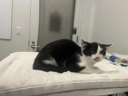 A baby small-sized male Black Domestic Short Hair cat named Camp Lazlo for adoption in Kansas City, MO