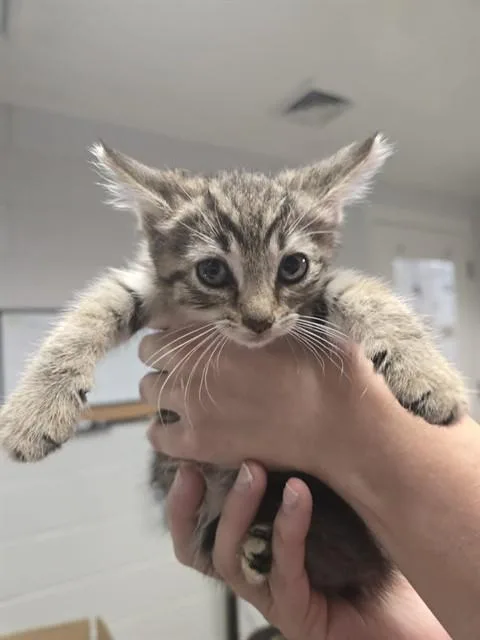 A baby small-sized female Domestic Short Hair cat named Cheesecake for adoption in Easton, MD