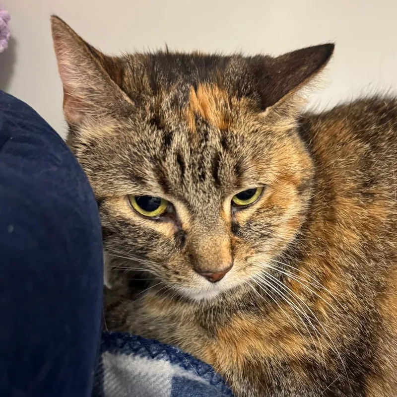 A senior large-sized female Brown / Chocolate Domestic Short Hair cat named Jeanette for adoption in Peoria, IL