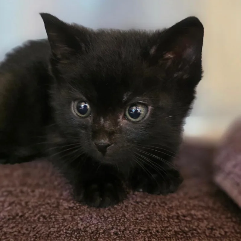A baby small-sized male Black Domestic Short Hair cat named Khazan for adoption in Buellton, CA