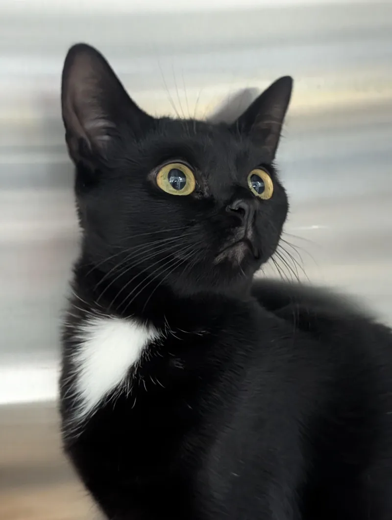 A young medium-sized female Black Domestic Short Hair cat named Sweet Molasses for adoption in Plainfield, NJ