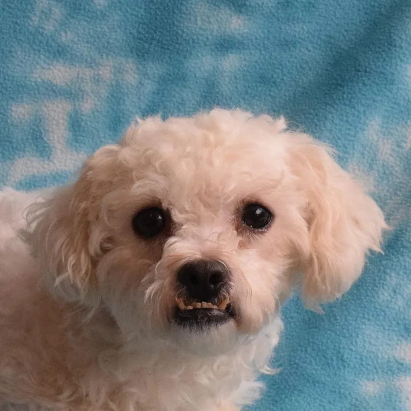 An adult small-sized female White / Cream Miniature Poodle dog named Esme for adoption in Eureka, CA