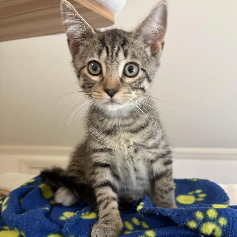 A baby small-sized male Domestic Medium Hair cat named Enzo for adoption in Cumming, GA
