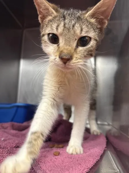 A baby small-sized female Domestic Short Hair cat named Kayak for adoption in Salisbury, MD