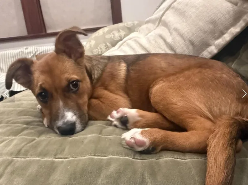 Puppy Honey thumbnail 2