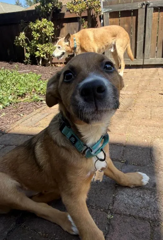 Puppy Honey thumbnail 3