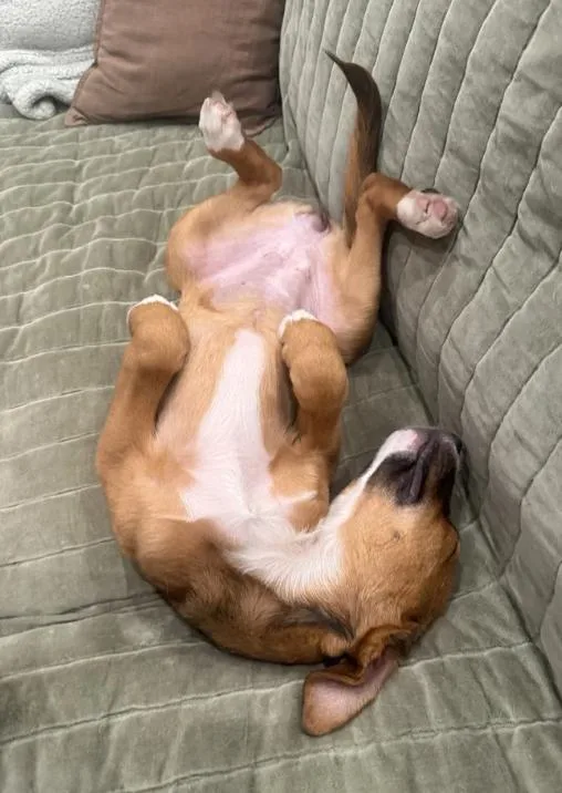 Puppy Honey thumbnail 4