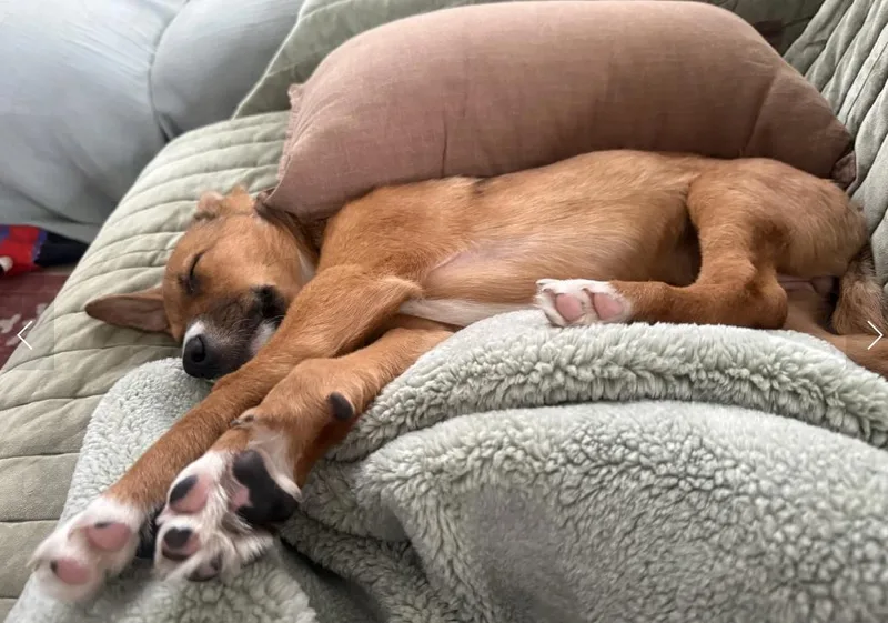 Puppy Honey thumbnail 5