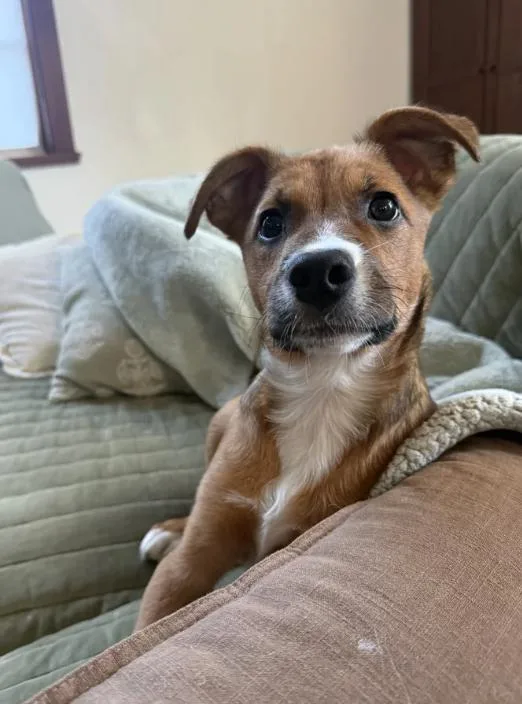 Puppy Honey thumbnail 6