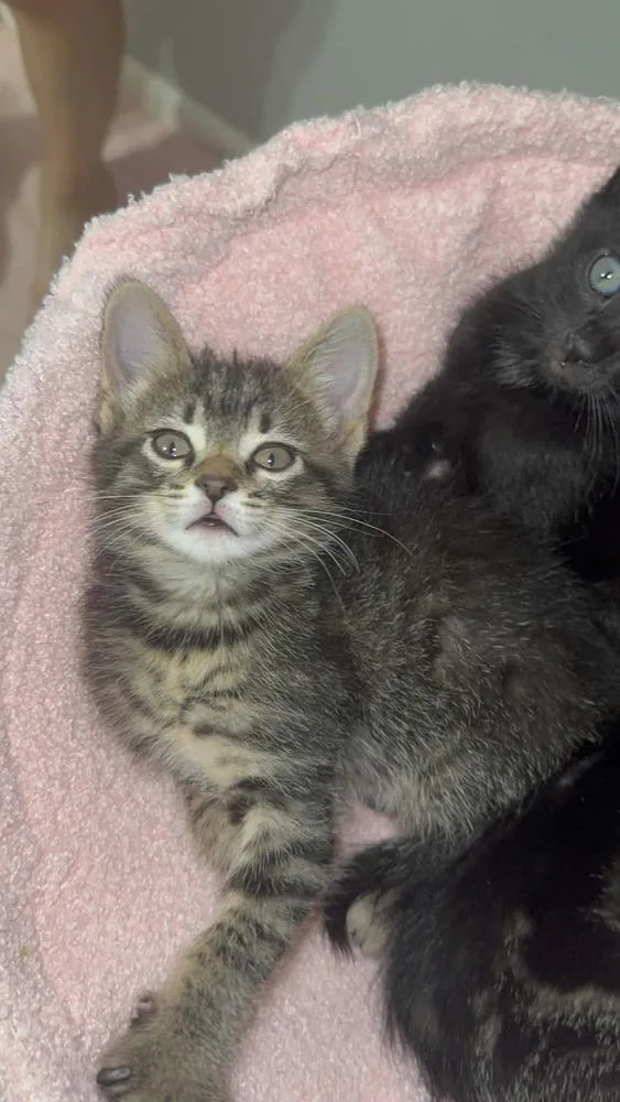 A baby medium-sized male Tabby (Brown / Chocolate) Domestic Short Hair cat named Neville for adoption in Clinton Township, MI