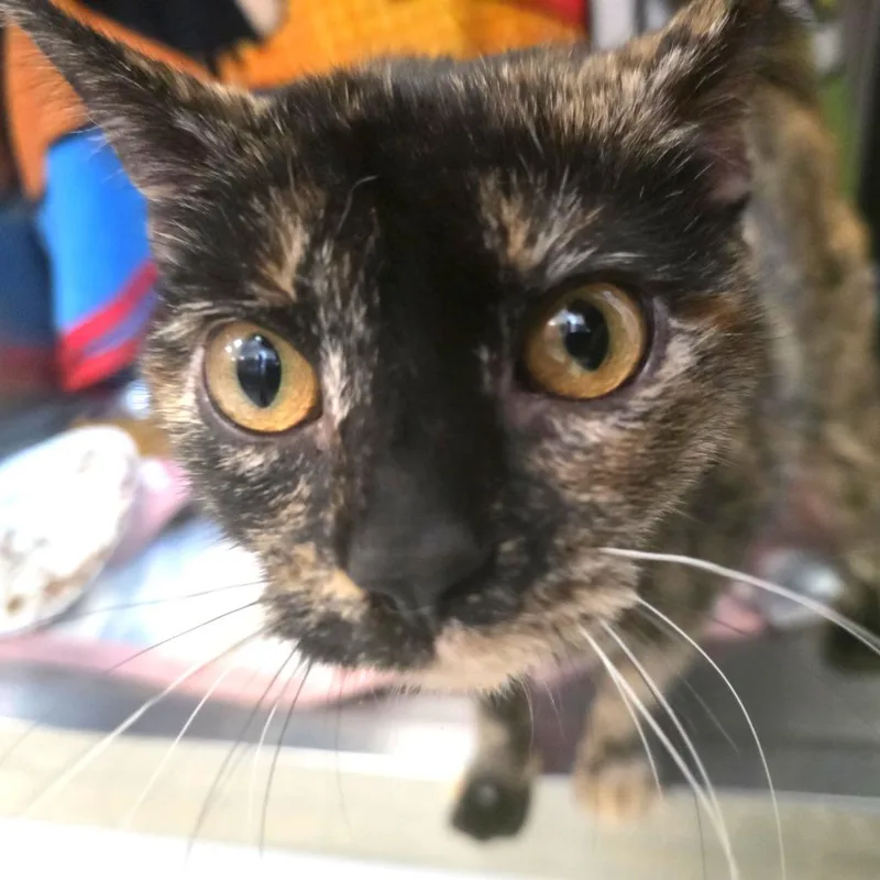 An adult medium-sized female Tortoiseshell Domestic Short Hair cat named Blair for adoption in Fort Wayne, IN