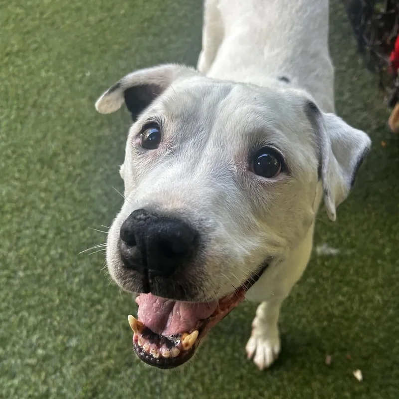 A senior medium-sized male White / Cream Mixed Breed dog named Maverick for adoption in Asheville, NC