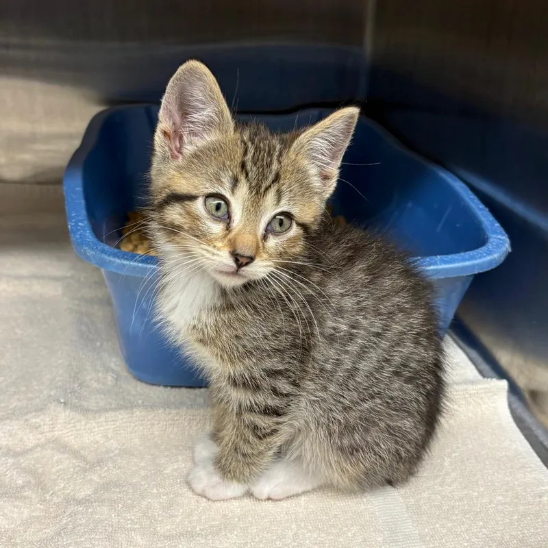 A baby small-sized female Brown / Chocolate Domestic Short Hair cat named Becca Strawberry for adoption in Morganton, NC