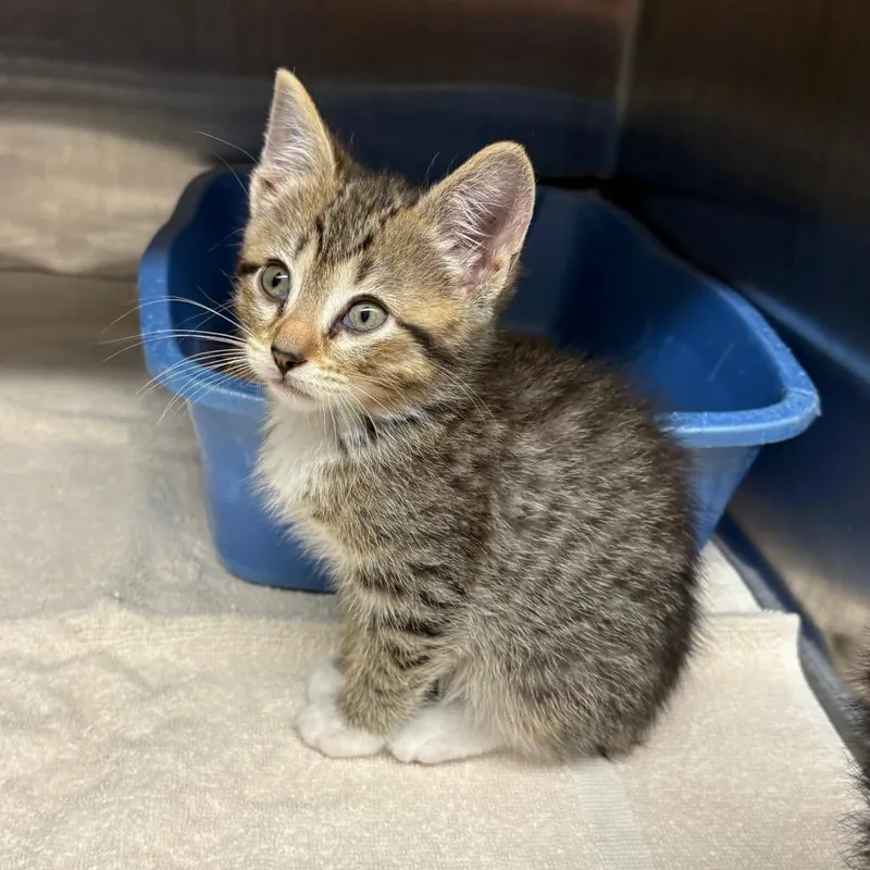 Becca Strawberry thumbnail 2
