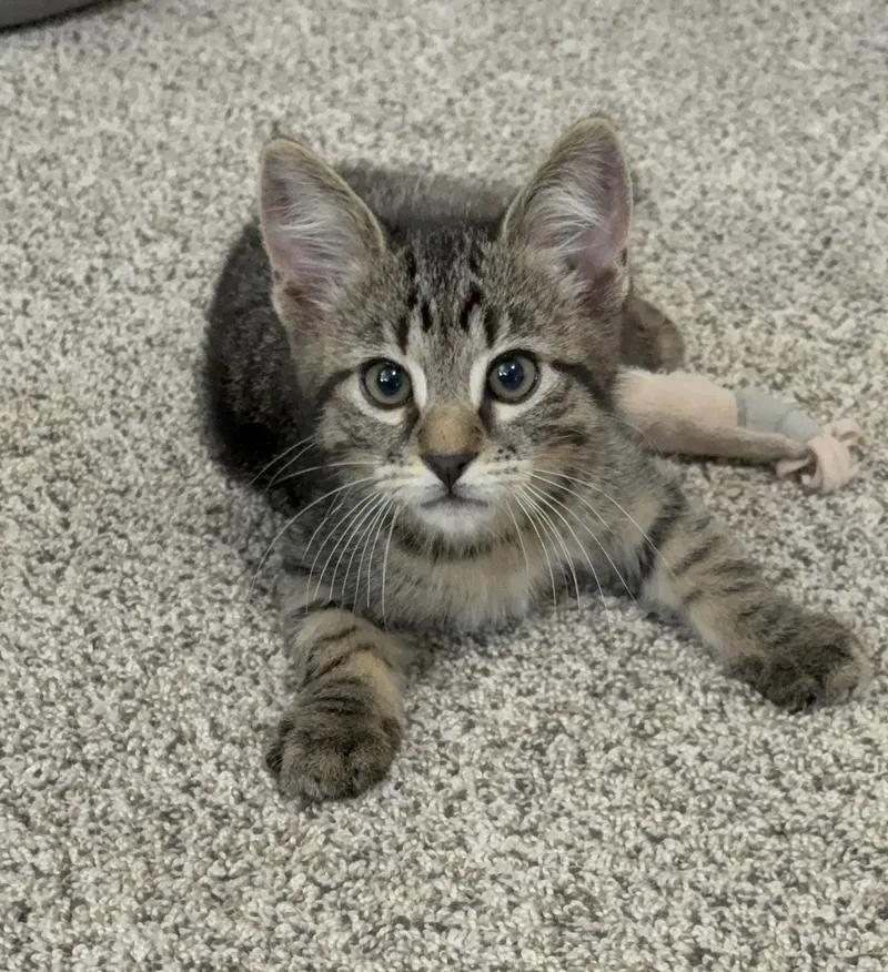 A baby small-sized male Domestic Short Hair cat named Artemis for adoption in Hurricane, UT