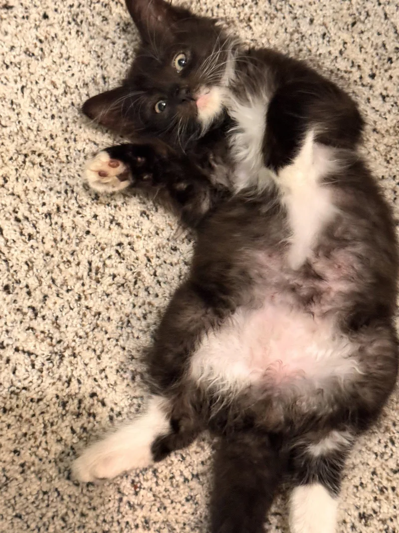 Maya