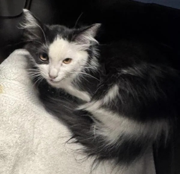 A baby small-sized female Domestic Long Hair cat named Emmeline for adoption in Escondido, CA