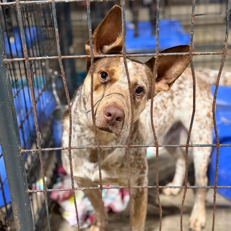 An adult medium-sized male Red / Chestnut / Orange Cattle Dog dog named Hymn for adoption in Fort Smith, AR