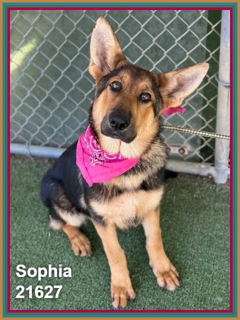 Sophia
