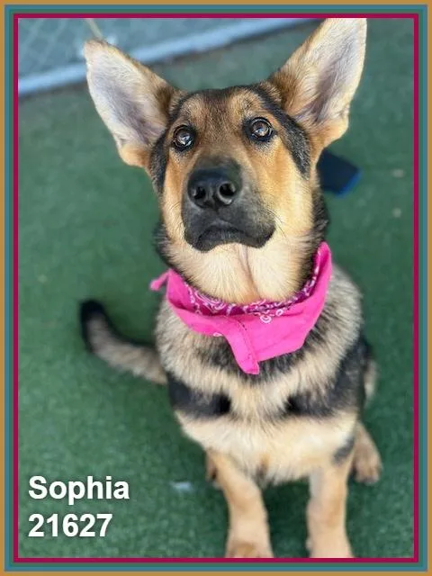Sophia thumbnail 4