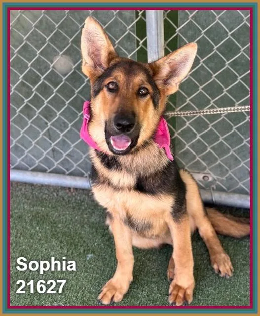 Sophia thumbnail 5