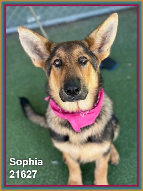Sophia thumbnail 6