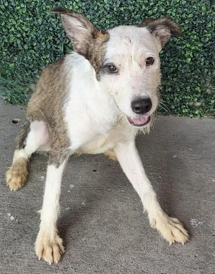 A young medium-sized female White / Cream Mixed Breed dog named Mona for adoption in El Paso, TX
