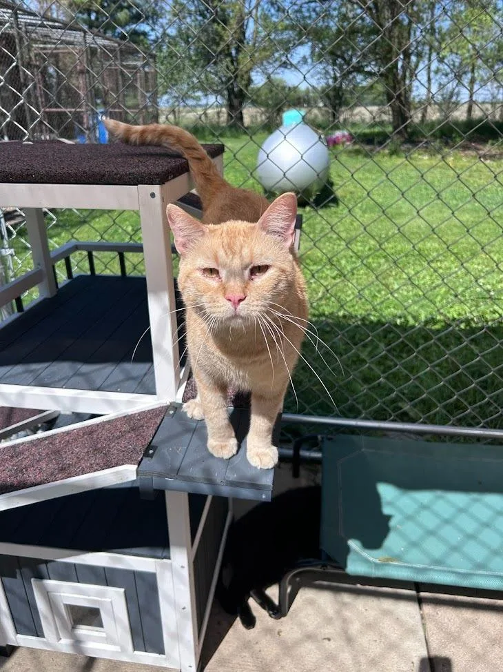 A young large-sized male Domestic Short Hair cat named Gilligan for adoption in Bourbonnais, IL