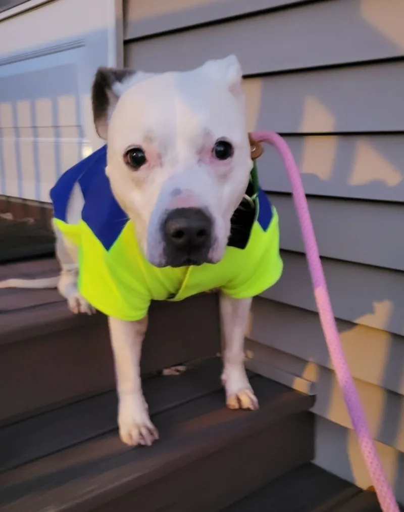 A senior medium-sized female White / Cream American Staffordshire Terrier dog named Lucy for adoption in Jackson, NJ