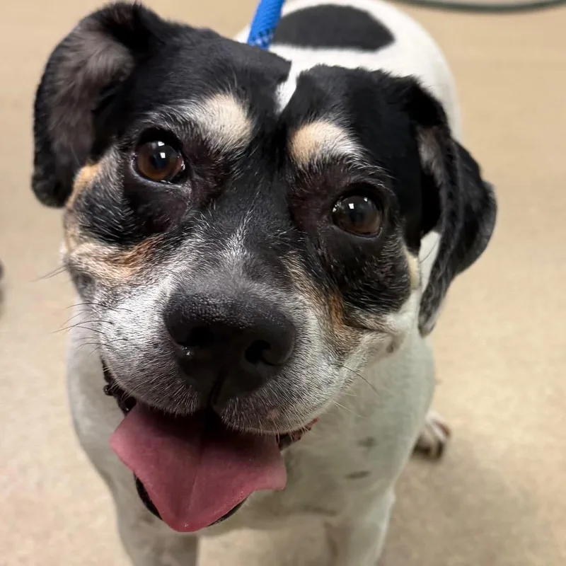 An adult medium-sized female Mixed Breed dog named Hattie for adoption in Waukesha, WI