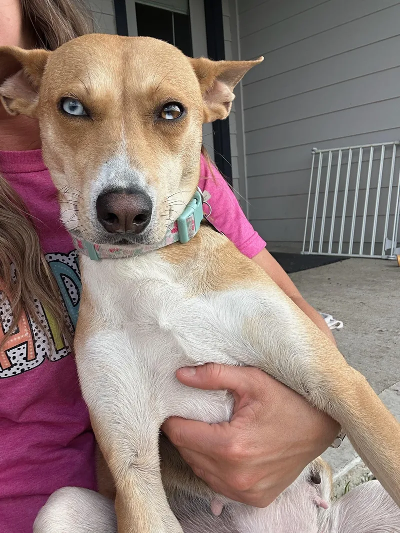 Sapphire thumbnail 4