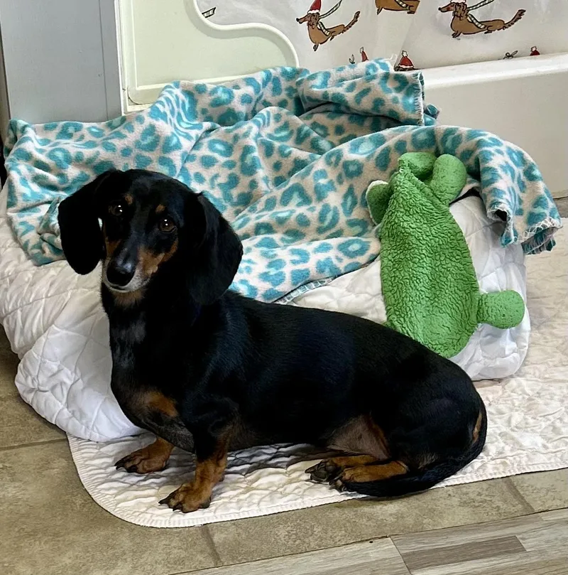 Bella Doxie