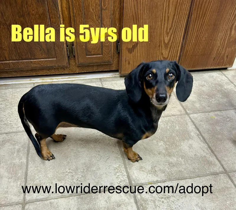 Bella Doxie thumbnail 2