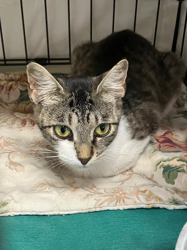 A baby small-sized female American Bobtail cat named Little Thing for adoption in Lunenburg, MA
