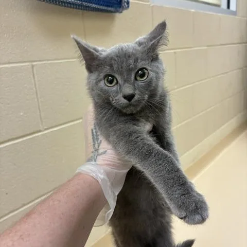 A baby small-sized male Gray / Blue / Silver Domestic Short Hair cat named Kevin for adoption in Winston-Salem, NC
