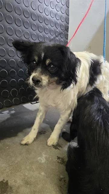 A young small-sized male Papillon dog named A for adoption in Camarillo, CA