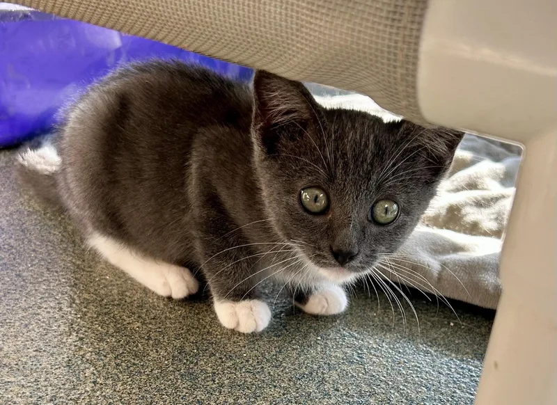 A baby medium-sized male Gray & White Domestic Short Hair cat named Mojang for adoption in Suffolk, VA