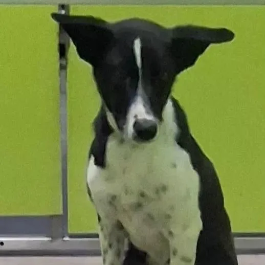 An adult medium-sized male Border Collie dog named Poncho for adoption in Spokane, WA