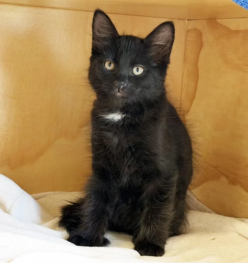 A baby medium-sized male Black Domestic Medium Hair cat named Baron for adoption in San Clemente, CA