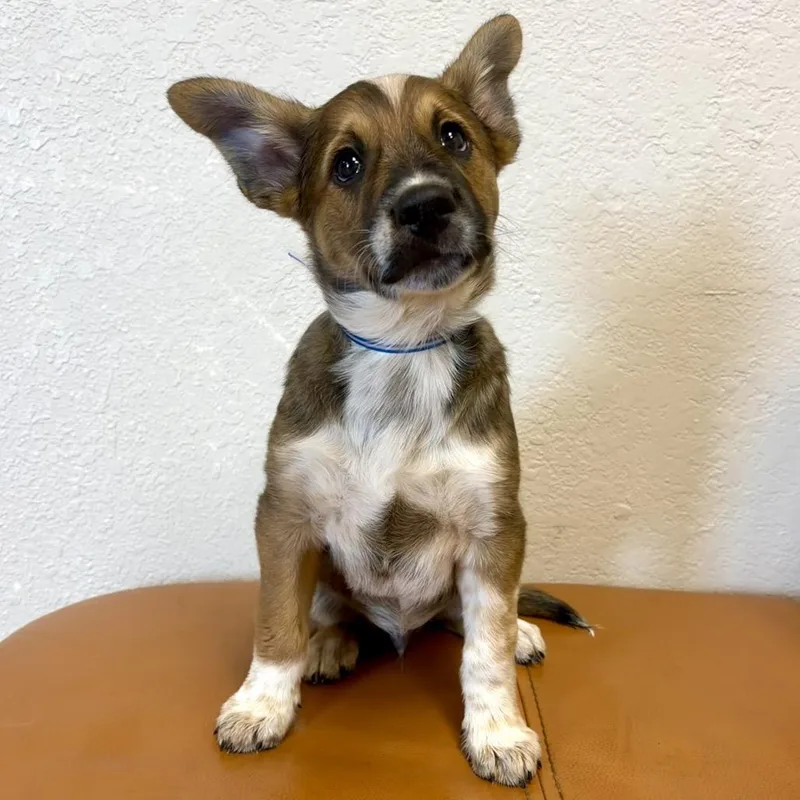 A baby small-sized male Shepherd dog named Roux for adoption in Parker, CO