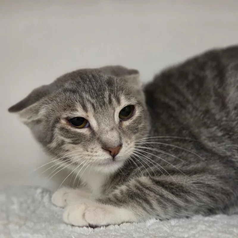 A baby small-sized female Gray / Blue / Silver Domestic Short Hair cat named Fromage for adoption in Sarasota, FL