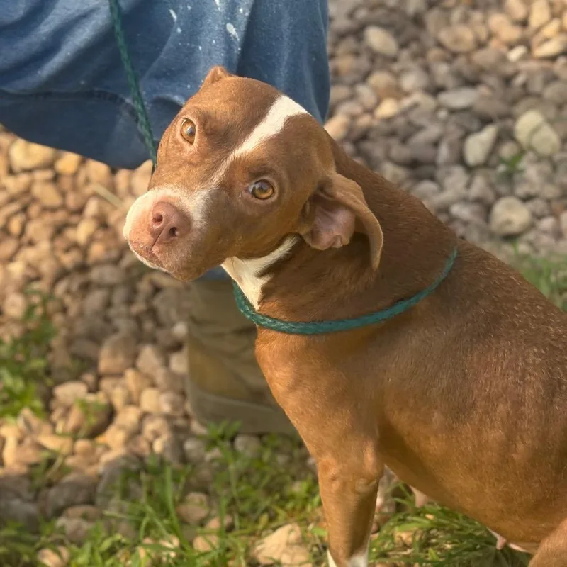 An adult medium-sized female Brown / Chocolate Mixed Breed dog named Kenzo for adoption in Alexandria, VA