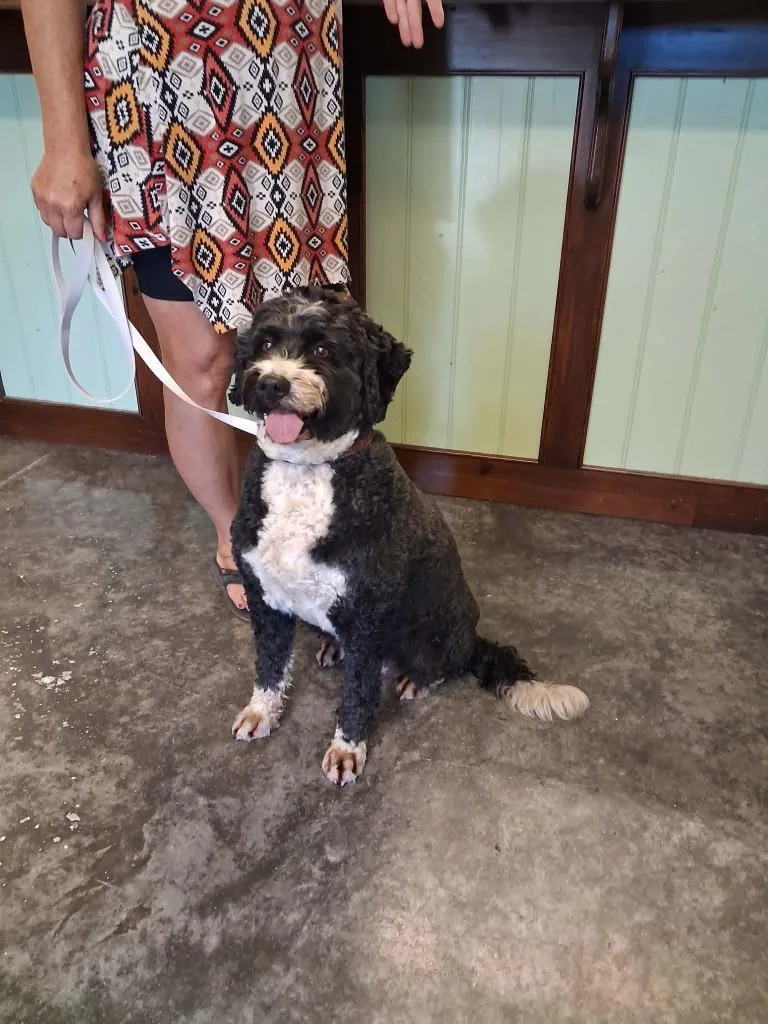 An adult medium-sized female Poodle dog named Sophie for adoption in Neosho, MO