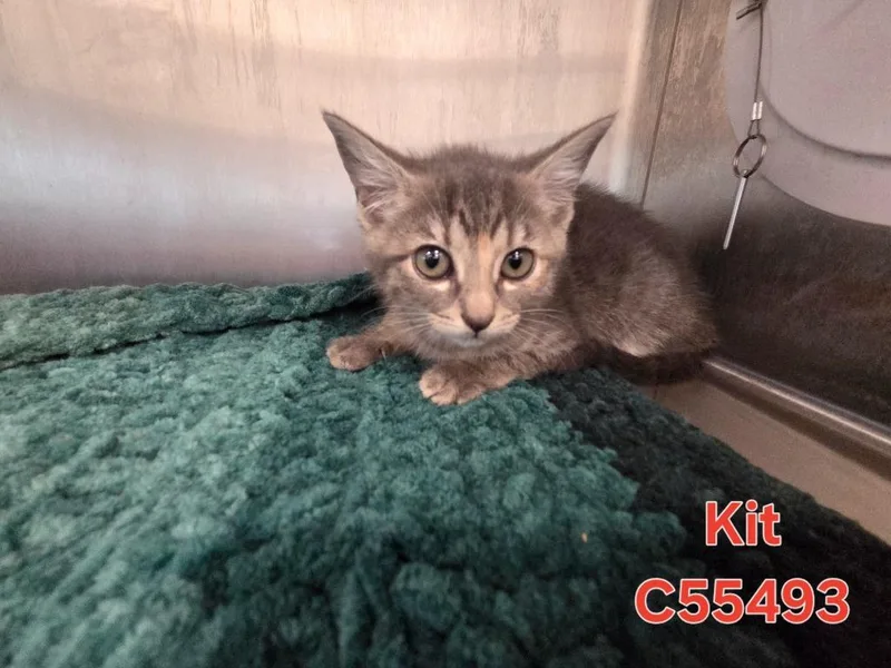 Kit