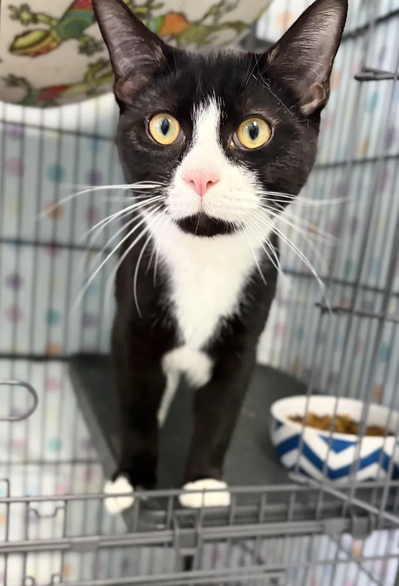 A young medium-sized male Black & White / Tuxedo Domestic Short Hair cat named Phantom for adoption in Bardstown, KY