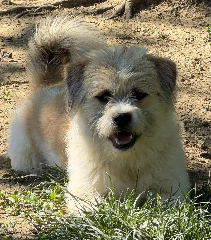 A young medium-sized male White / Cream Shih Tzu dog named Harley for adoption in Zanesville, OH