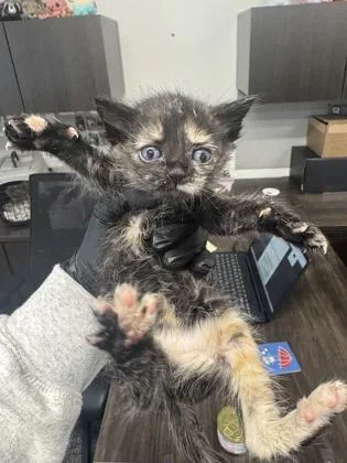 A baby small-sized female Domestic Short Hair cat named Lasagna for adoption in West Chester, PA