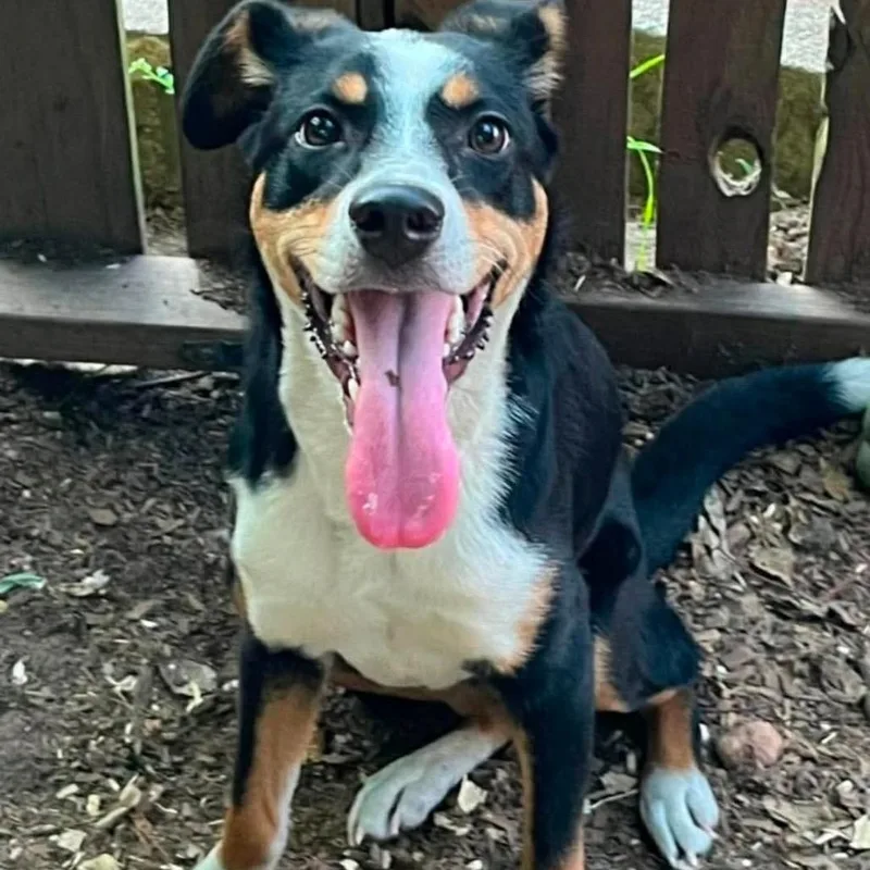 A young medium-sized female Black Feist dog named Median for adoption in Wadena, MN